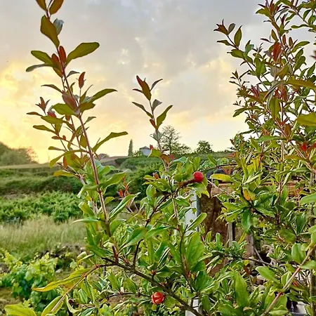 Feriehus Casina Raiz Entre Vinas Y Cielo Ribeira Sacra Chantada
